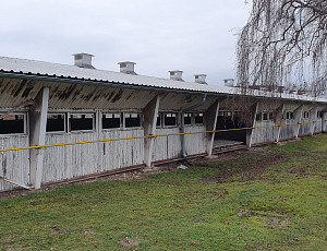 Rekonstrukce haly výkrmu prasat